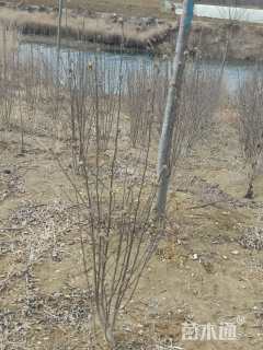 高度128厘米木槿