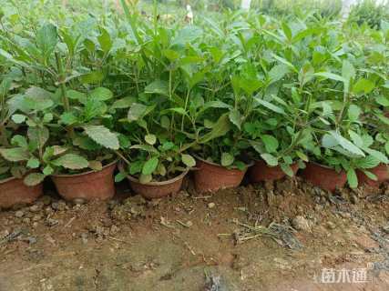 高度20厘米马鞭草