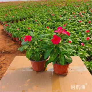 高度25厘米长春花