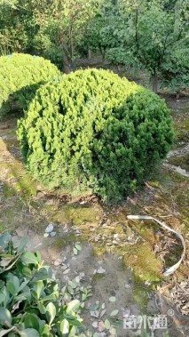 冠幅120厘米刺柏球