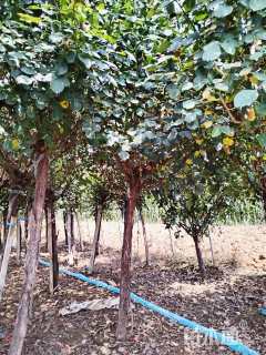 5公分高杆树状月季