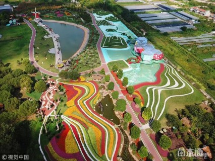 高度20厘米八宝景天