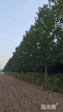 16公分楸树