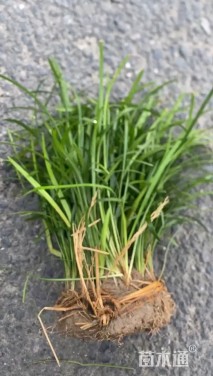 高度20厘米兰花