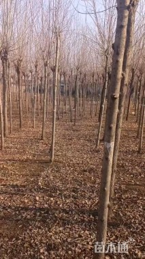 8公分金叶白蜡