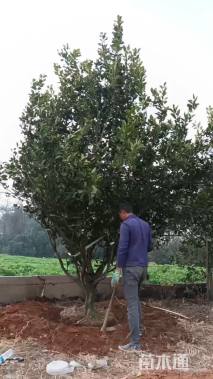 16公分杨梅
