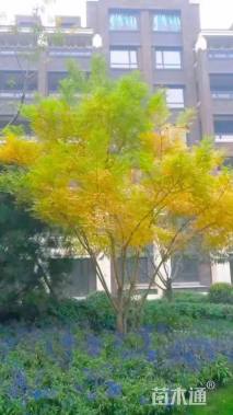 高度300厘米丛生金枝槐