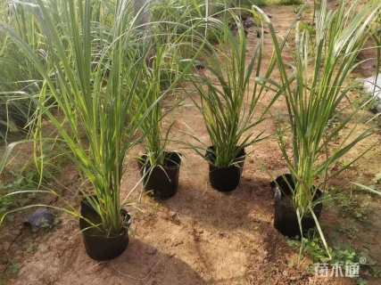 高度20厘米矮蒲苇