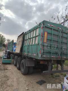 高度40厘米大叶黄杨