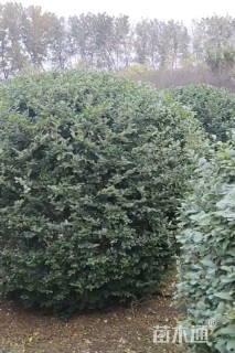 冠幅220厘米小叶女贞球