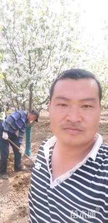 13公分八棱海棠