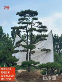 高度600厘米油松