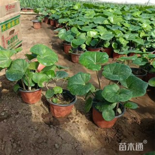 高度20厘米大吴风草