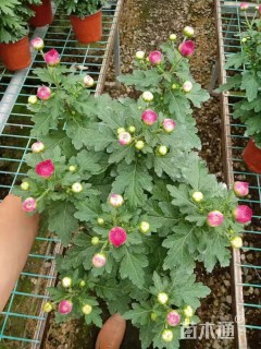 高度35厘米大丽花