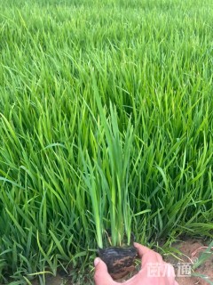 高度40厘米黄菖蒲