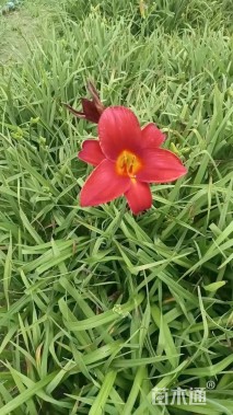 高度30厘米红宝石萱草