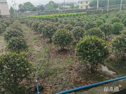 冠幅80厘米红叶石楠球