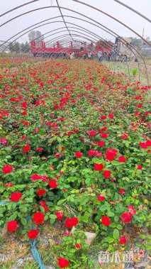 高度40厘米丰花月季小苗