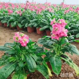 高度30厘米紫罗兰