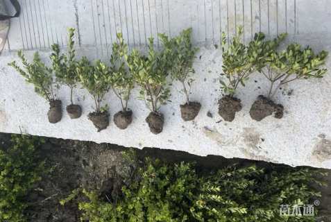 高度32厘米夏鹃