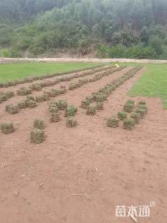 草块状草皮