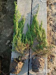 高度40厘米小龙柏