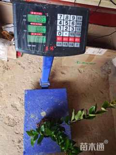 高度45厘米金森女贞