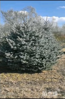 高度200厘米美国蓝杉