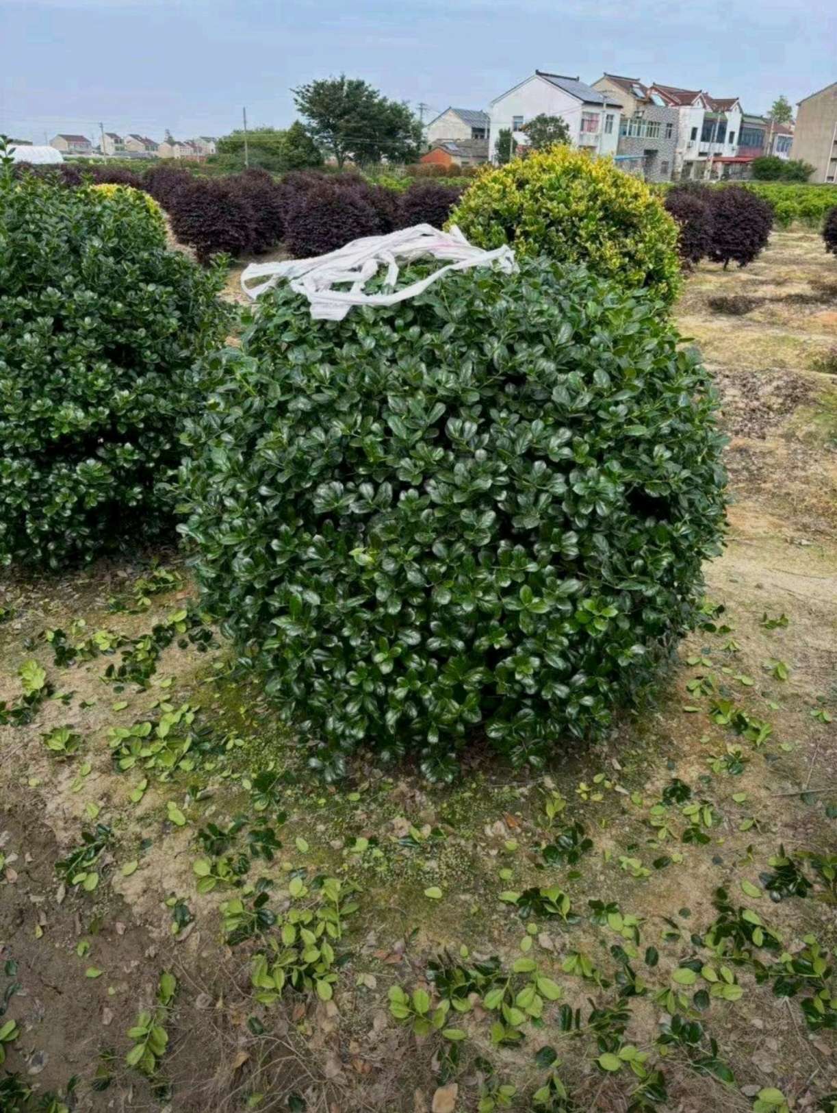 冠幅150厘米无刺枸骨球