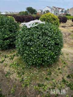 冠幅150厘米无刺枸骨球