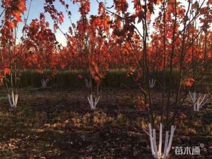 高度500厘米丛生美国红枫