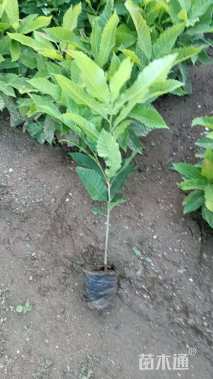 高度40厘米板栗