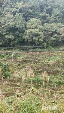 20公分丛生朴树