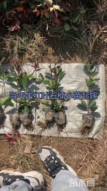 高度45厘米红叶石楠小苗