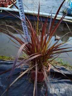 高度40厘米紫叶狼尾草