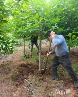 7公分白玉兰