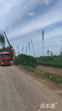 13公分金叶复叶槭