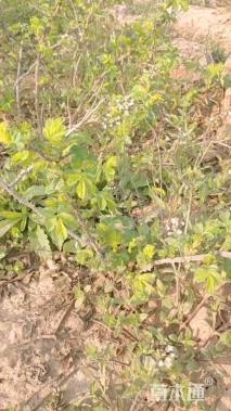 高度50厘米玫瑰小苗