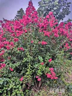 高度200厘米牡丹石榴