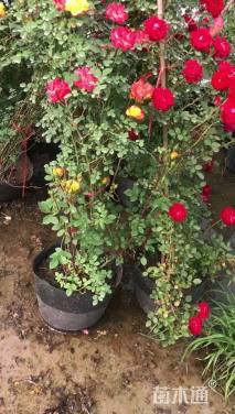 80厘米藤本月季