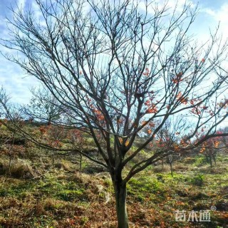 原生苗中国红枫