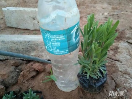 高度5厘米薰衣草