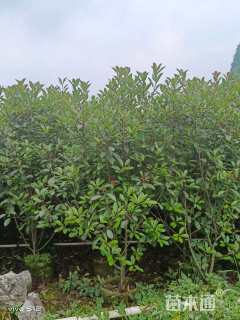 冠幅100厘米红叶石楠球