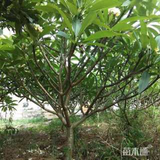 10公分白花鸡蛋花