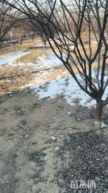 11公分红叶碧桃