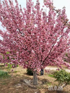 高度400厘米关山樱