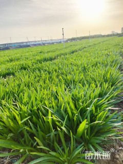 高度20厘米蛇鞭菊