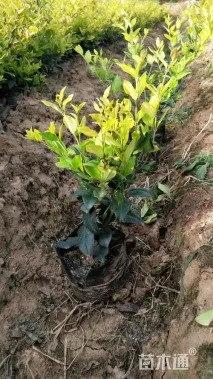 高度30厘米金叶女贞小苗
