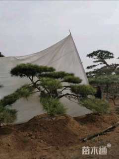 高度200厘米别墅松