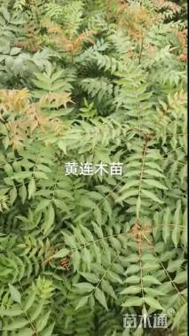 1公分黄连木